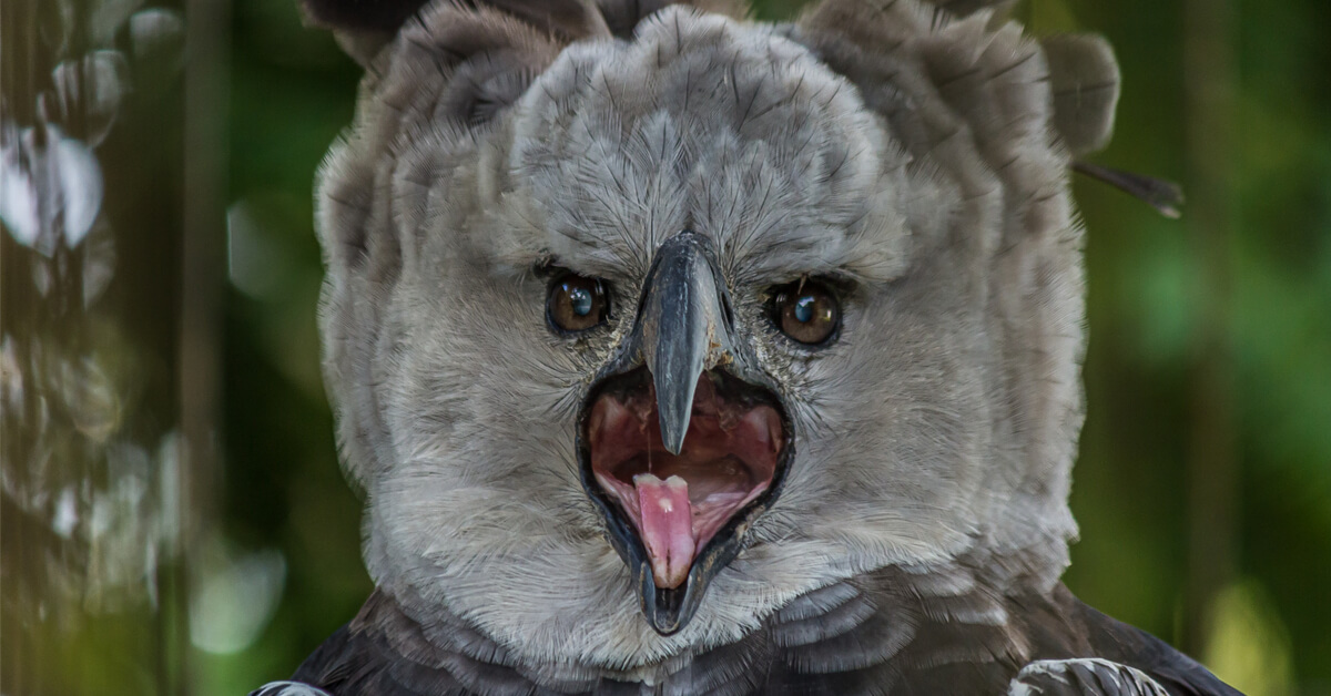 La Harpie féroce, un rapace hors norme La Harpie féroce, un rapace hors norme