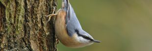 Dans la famille biodiversité ordinaire, protégeons la sittelle torchepot