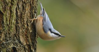 Dans la famille biodiversité ordinaire, protégeons la sittelle torchepot Dans la famille biodiversité ordinaire, protégeons la sittelle torchepot