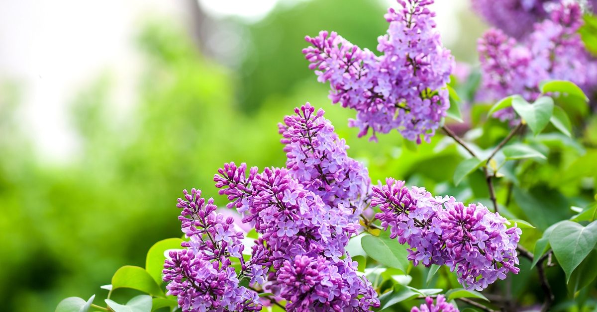 Tous les conseils pour maîtriser la taille du lilas