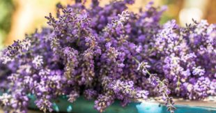 Tous nos conseils pour savoir comment tailler la lavande Tous nos conseils pour savoir comment tailler la lavande