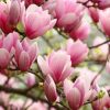 Tous les conseils pour maîtriser la taille du magnolia
