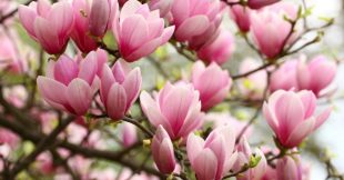 Tous les conseils pour maîtriser la taille du magnolia