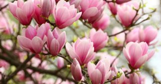 Tous les conseils pour maîtriser la taille du magnolia Tous les conseils pour maîtriser la taille du magnolia