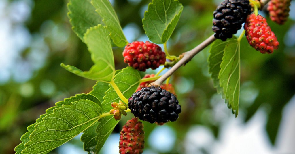 Tout savoir sur la taille du mûrier platane