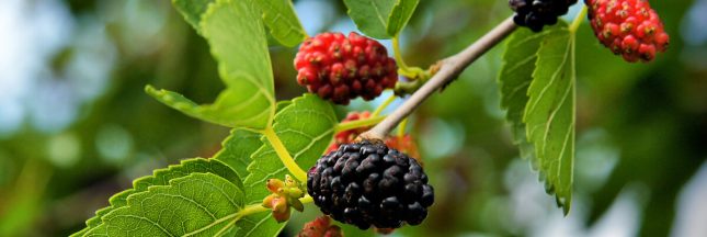 taille mûrier platane