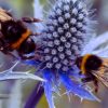 Abeilles domestiques et abeilles sauvages : la compétition des ressources