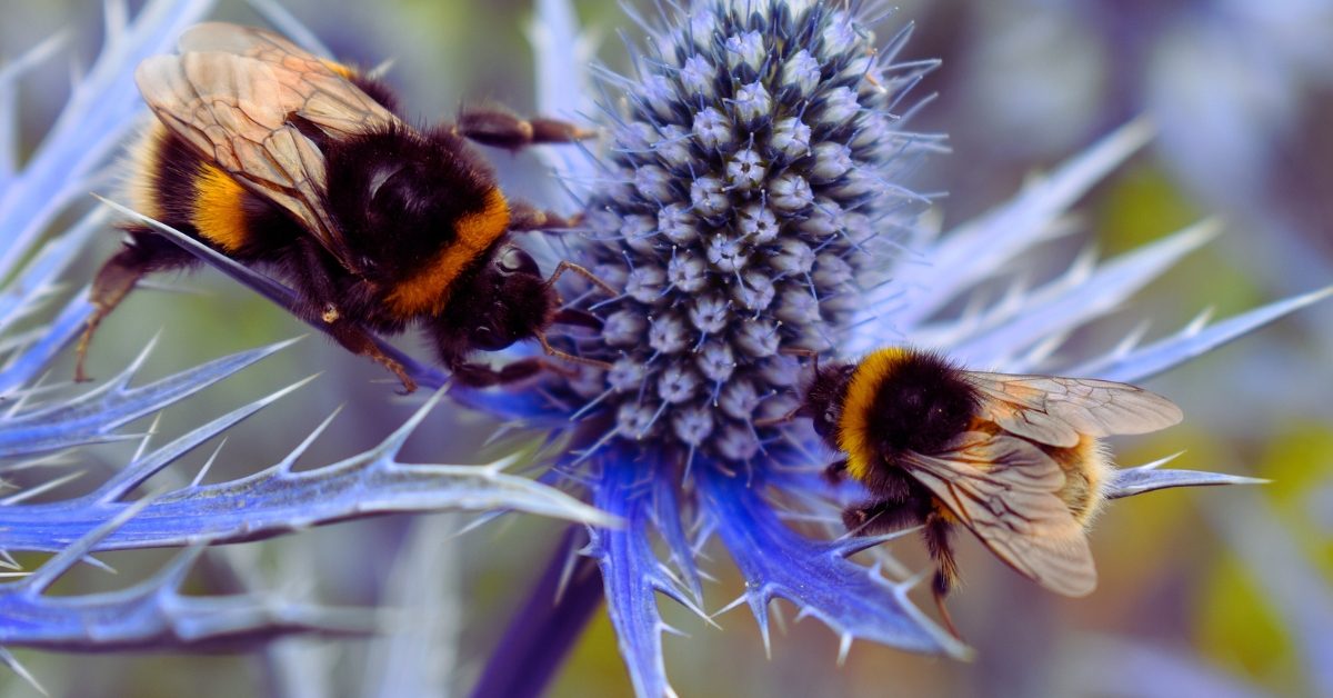 Abeilles domestiques et abeilles sauvages : la compétition des ressources