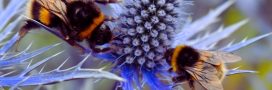 Abeilles domestiques et abeilles sauvages : la compétition des ressources