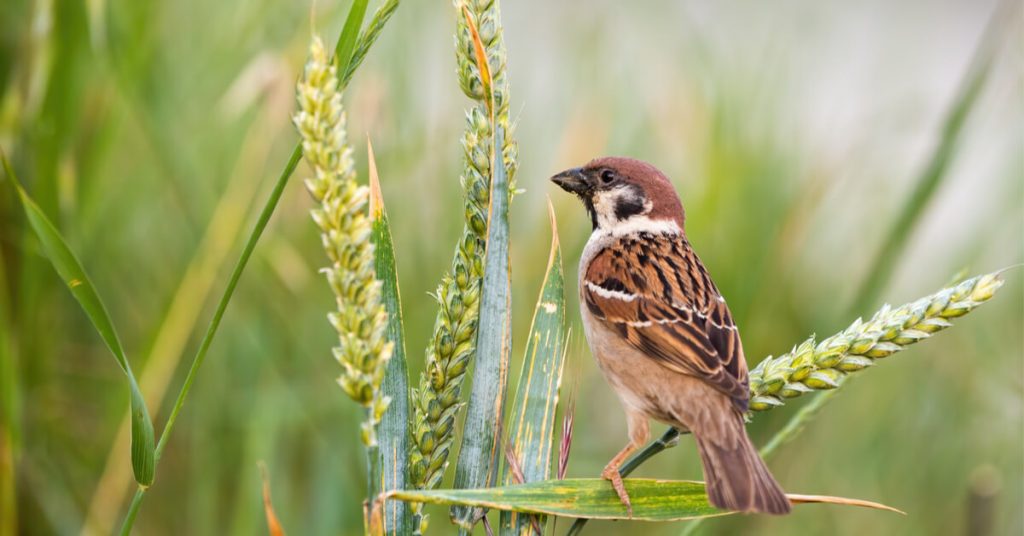 Pour les oiseaux aussi, manger bio c’est meilleur