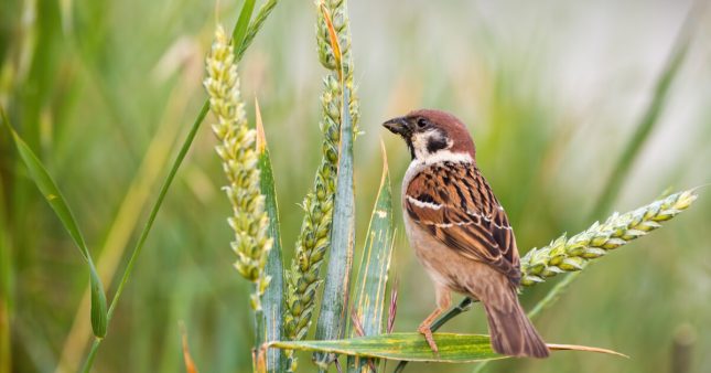 Pour les oiseaux aussi, manger bio c’est meilleur