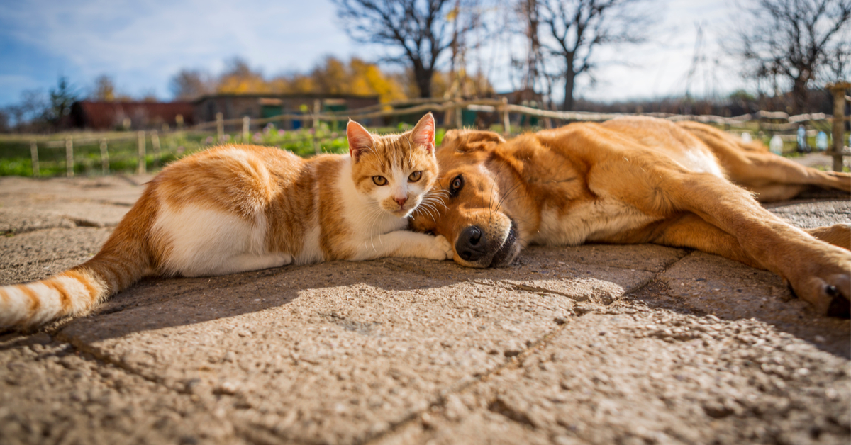 Attention les antiparasitaires pour chiens sont très dangereux pour les chats ! Attention les antiparasitaires pour chiens sont très dangereux pour les chats !