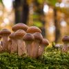 L'armillaire de miel ou naratake, un champignon médicinal... et comestible ? L'armillaire de miel ou naratake, un champignon médicinal... et comestible ?