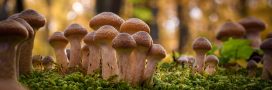 L'armillaire de miel ou naratake, un champignon médicinal... et comestible ? L'armillaire de miel ou naratake, un champignon médicinal... et comestible ?
