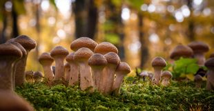 L'armillaire de miel ou naratake, un champignon médicinal... et comestible ? L'armillaire de miel ou naratake, un champignon médicinal... et comestible ?