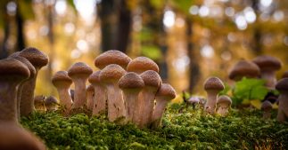 L'armillaire de miel ou naratake, un champignon médicinal... et comestible ? L'armillaire de miel ou naratake, un champignon médicinal... et comestible ?