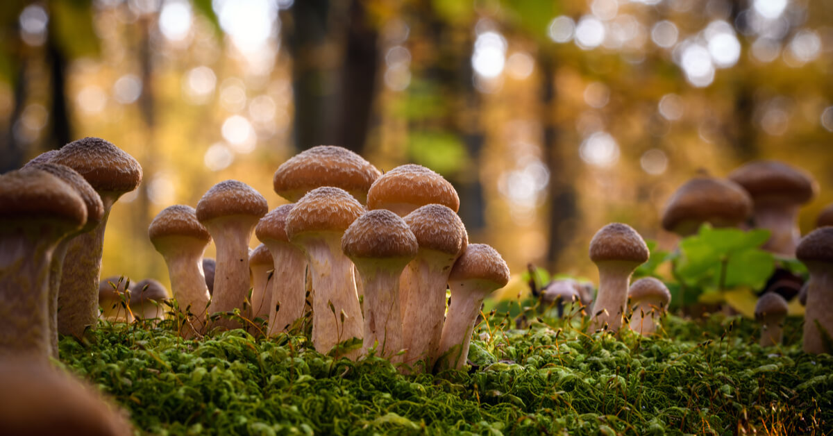 L'armillaire de miel ou naratake, un champignon médicinal... et comestible ? L'armillaire de miel ou naratake, un champignon médicinal... et comestible ?