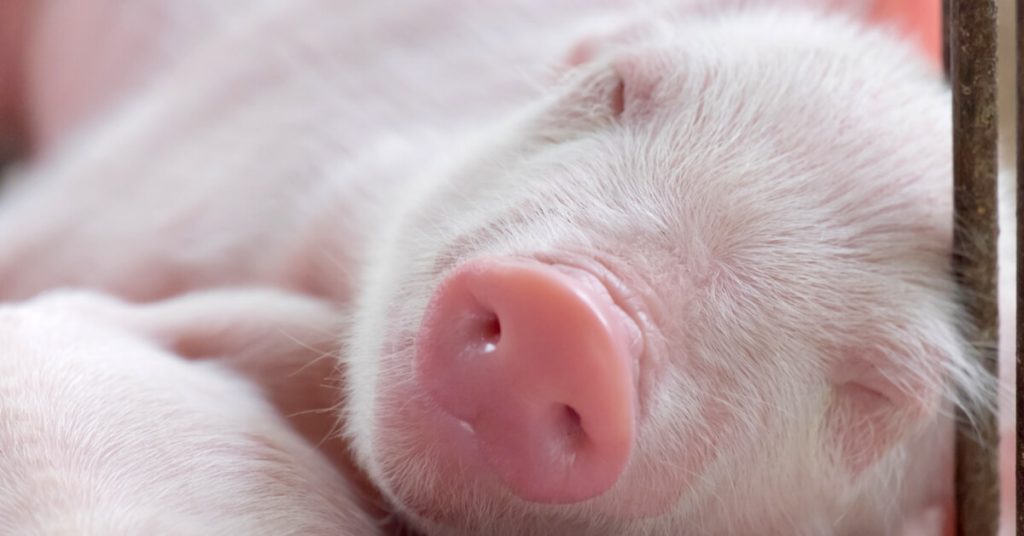 Même les cochons ont le bâillement contagieux