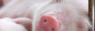 Même les cochons ont le bâillement contagieux