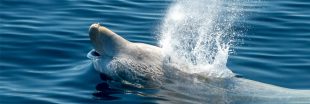 Hallucinant : 16 kg de plastique dans l'estomac d'une baleine échouée dans les Landes