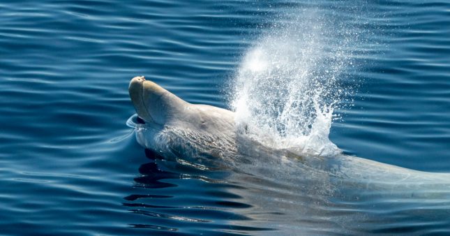Hallucinant : 16 kg de plastique dans l’estomac d’une baleine échouée dans les Landes