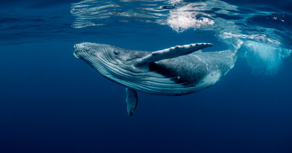 La baleine, une alliée de taille pour lutter contre le réchauffement climatique