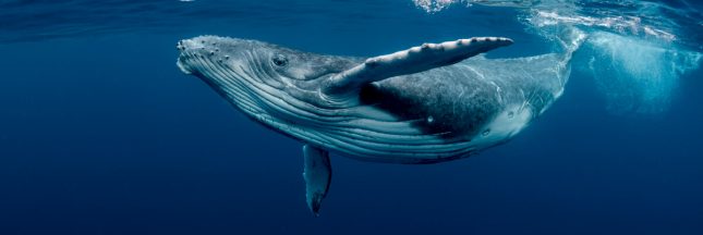 baleine réchauffement climatique