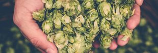Changements climatiques : la bière qu'on brassera dans le futur sera... infecte Changements climatiques : la bière qu'on brassera dans le futur sera... infecte