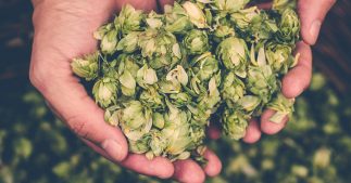 Changements climatiques : la bière qu'on brassera dans le futur sera... infecte