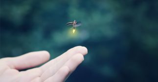 Bioluminescence - quand la nature nous éclairera