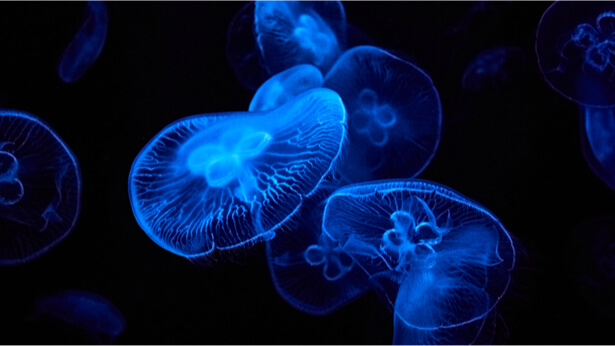 Répondre à l'appel - Première épreuve - Chasse aux trésors Bioluminescence_shutterstock_1526458061