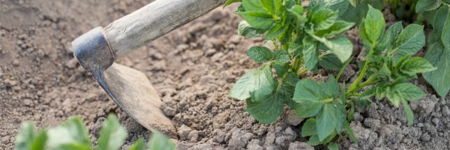butter les pommes de terre