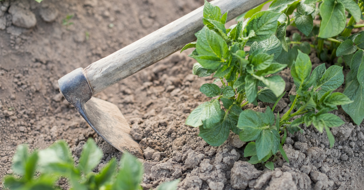 Buttez vos patates... De plein de manières différentes ! Buttez vos patates... De plein de manières différentes !