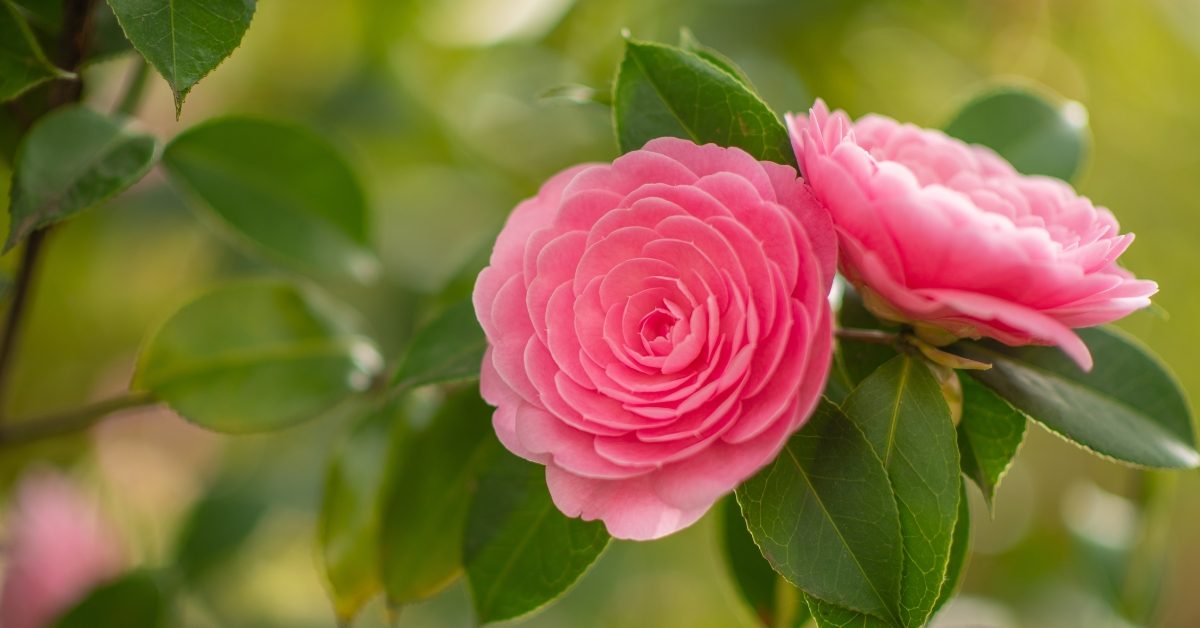 Le camélia pour s’assurer un jardin fleuri en hiver !