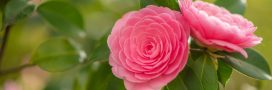 Le camélia pour s'assurer un jardin fleuri en hiver !