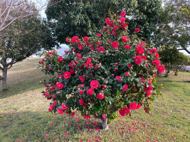 Le camélia pour s'assurer un jardin fleuri en hiver !