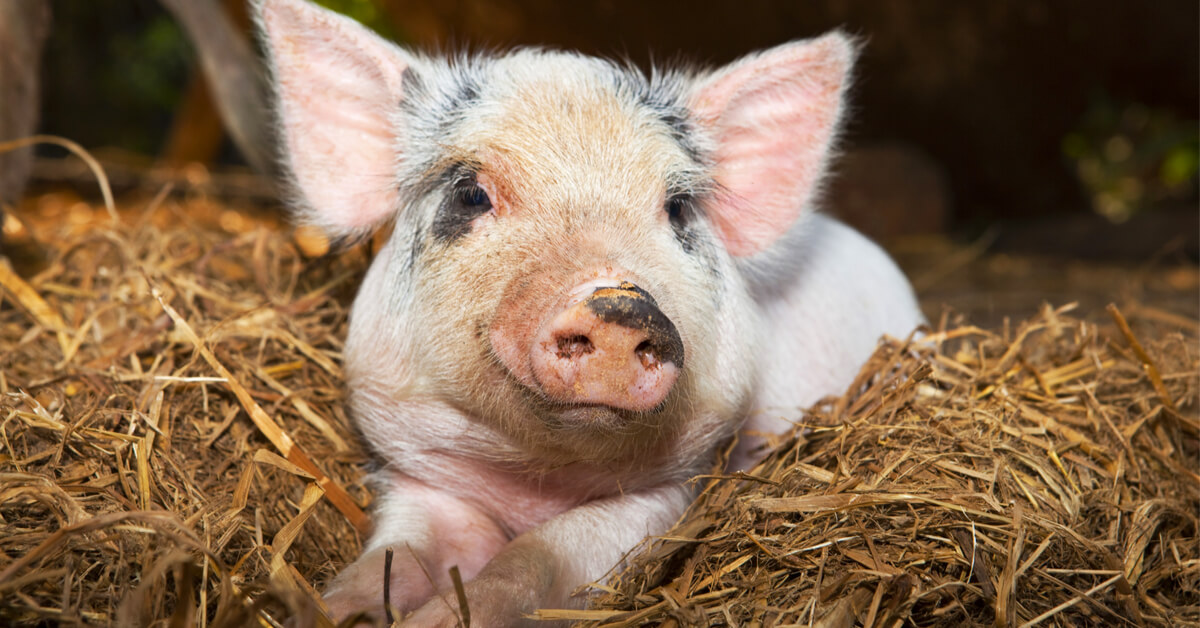 Les mammifères peuvent respirer par l'anus, et c'est une bonne nouvelle pour les humains