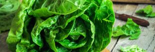 Gardez votre salade verte croquante : les astuces pour éviter le gaspillage