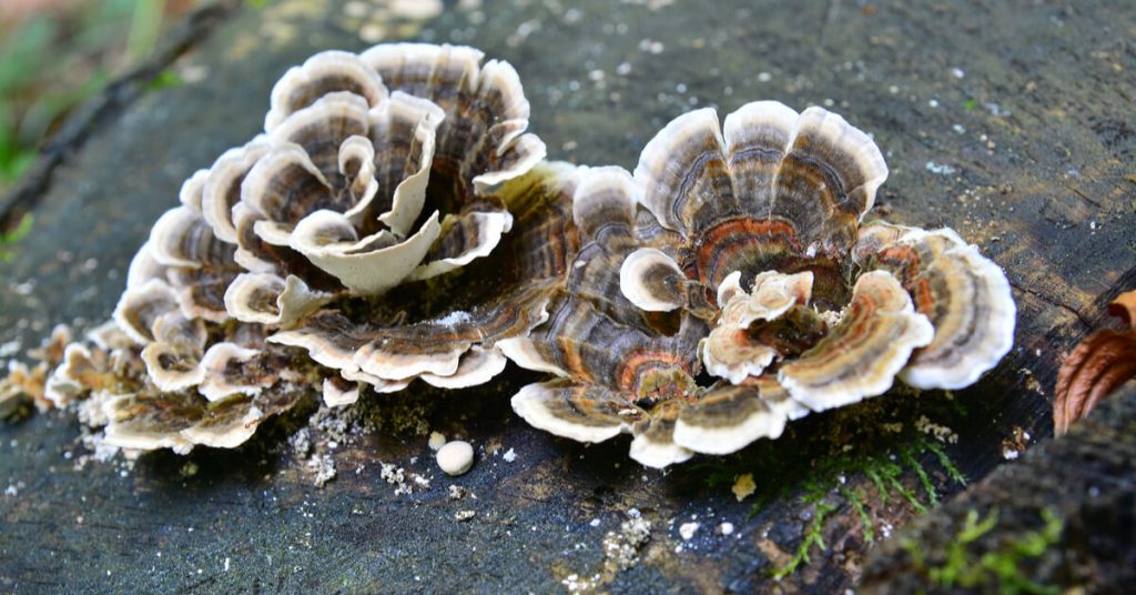 Les super champignons : Phellinus linteus et coriolus versicolor