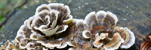 Les super champignons : Phellinus linteus et coriolus versicolor