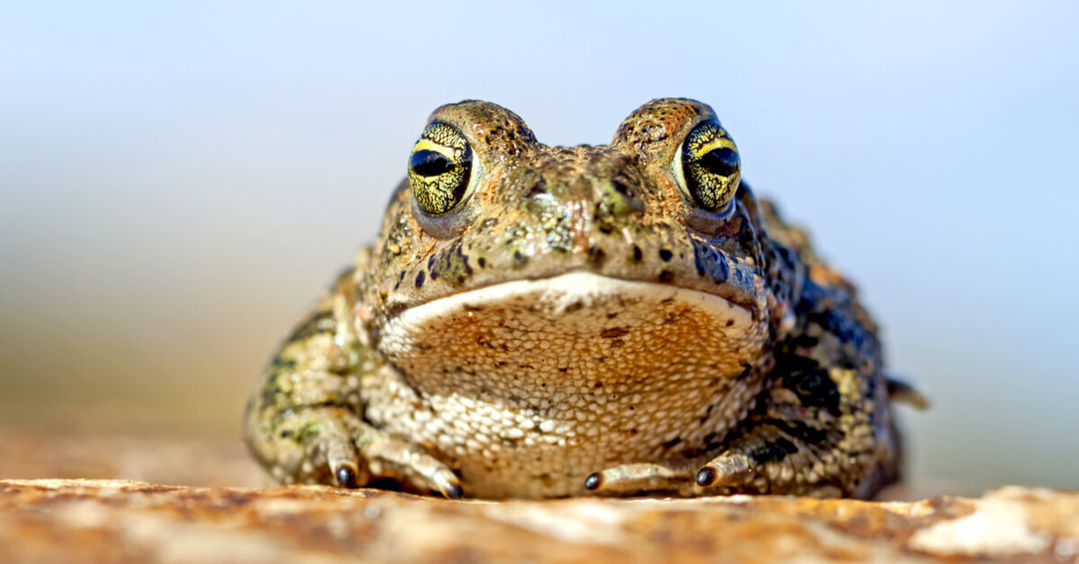 Dans la famille biodiversité ordinaire, protégeons le crapaud calamite