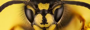 Dans la famille biodiversité ordinaire, protégeons la guêpe