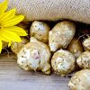 Légumes oubliés : que faut-il savoir sur l'héliantis ?