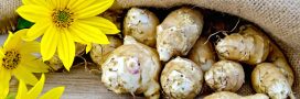 Légumes oubliés : que faut-il savoir sur l'héliantis ? Légumes oubliés : que faut-il savoir sur l'héliantis ?