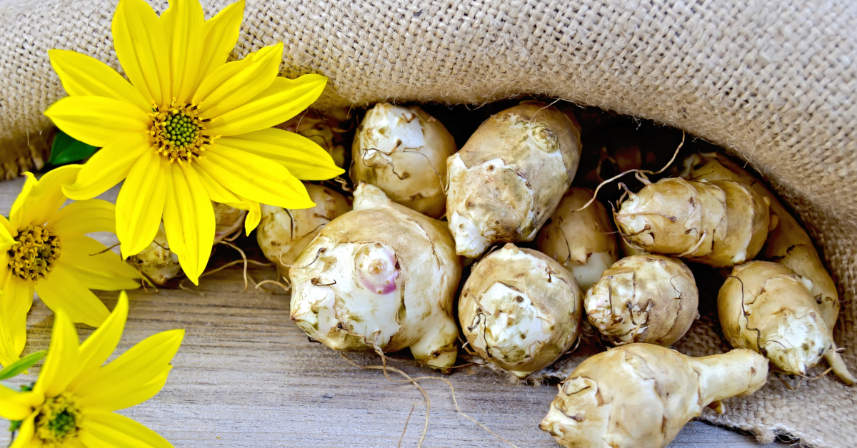 Légumes oubliés : que faut-il savoir sur l'héliantis ? Légumes oubliés : que faut-il savoir sur l'héliantis ?
