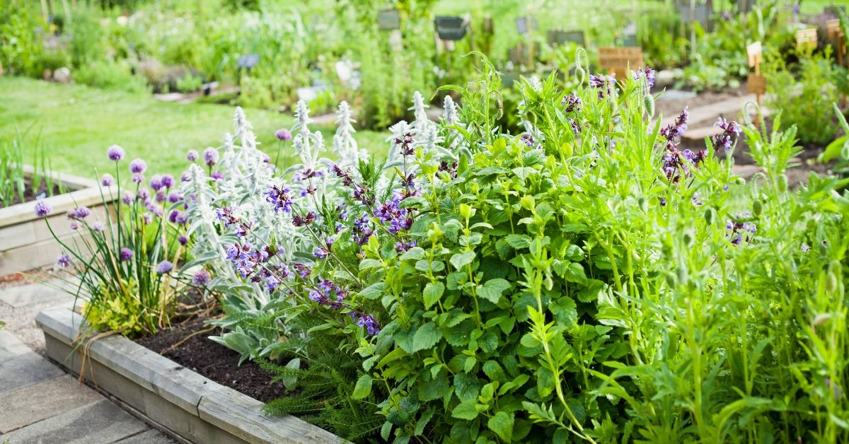 Herboristerie maison – 6 plantes médicinales incontournables à faire pousser au jardin