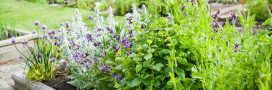 Herboristerie maison - 6 plantes médicinales incontournables à faire pousser au jardin