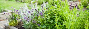 Herboristerie maison - 6 plantes médicinales incontournables à faire pousser au jardin