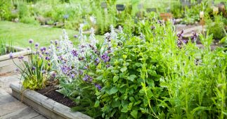 Herboristerie maison - 6 plantes médicinales incontournables à faire pousser au jardin Herboristerie maison - 6 plantes médicinales incontournables à faire pousser au jardin