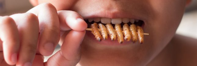 insectes comestibles france
